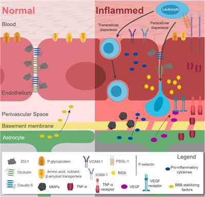 Impact of Metabolic Syndrome on Neuroinflammation and the Blood–Brain Barrier